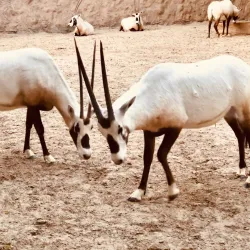 Kuwait Zoo - Abraq Khaitan