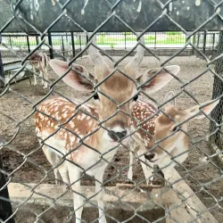 Green Belt Area - Ahmadi