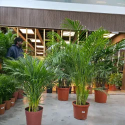 Al Jahra Agricultural Area - Al-jahra'