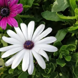 Al Jahra Agricultural Area - Al-jahra'