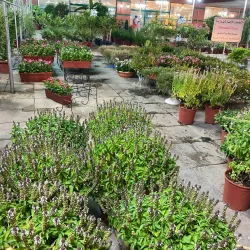 Al Jahra Agricultural Area - Al-jahra'