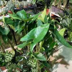 Al Jahra Agricultural Area - Al-jahra'