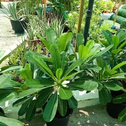 Al Jahra Agricultural Area - Al-jahra'