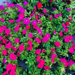 Al Jahra Agricultural Area - Al-jahra'