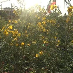 Al Jahra Agricultural Area - Al-jahra'