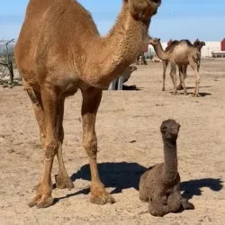 Al Wafrah Date Palm Farms - Al Wafrah