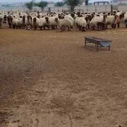 Al Wafrah Desert - Al Wafrah