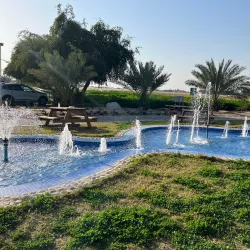 Camel Farms - Al Wafrah