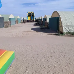 Camel Farms - Al Wafrah