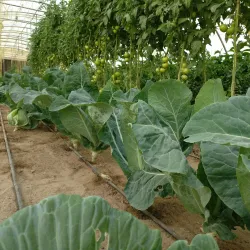 Camel Farms - Al Wafrah