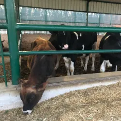 Camel Farms - Al Wafrah