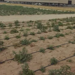 Camel Farms - Al Wafrah