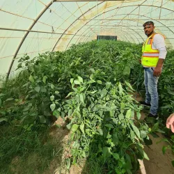 Camel Farms - Al Wafrah