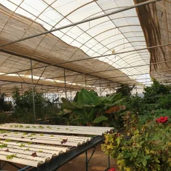 Camel Farms - Al Wafrah