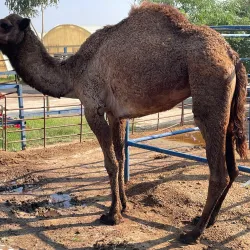 Camel Farms - Al Wafrah