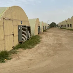 Camel Farms - Al Wafrah