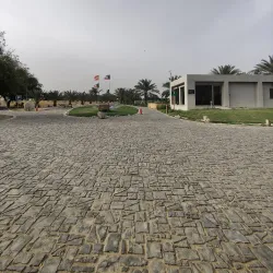 Camel Farms - Al Wafrah