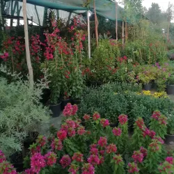 Local Traditional Markets - Al Wafrah