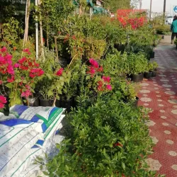 Local Traditional Markets - Al Wafrah