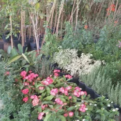 Local Traditional Markets - Al Wafrah