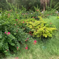 Salmiya Park - As-salimiyah