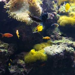 The Scientific Center Aquarium - As-salimiyah