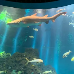 The Scientific Center Aquarium - As-salimiyah