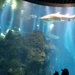 The Scientific Center Aquarium - As-salimiyah