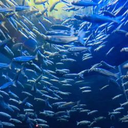 The Scientific Center Aquarium - As-salimiyah