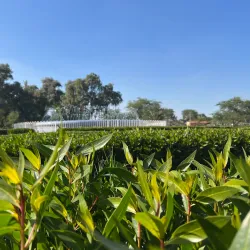 Hadiya Botanical Gardens - Hadiya