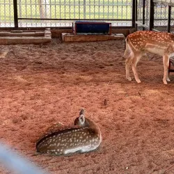 Hadiya Botanical Gardens - Hadiya