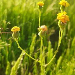 Surrah Children's Park - Janub-as-surrah