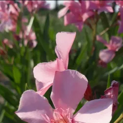 Surrah Children's Park - Janub-as-surrah