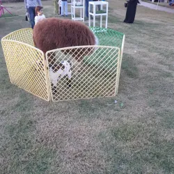 Sabah Al Salem Park - Sabah Al Salem