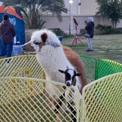 Sabah Al Salem Park - Sabah Al Salem