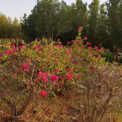 Salmiya Park - Salmiya