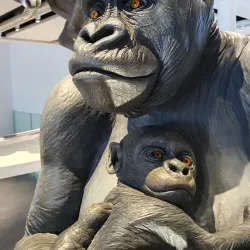 Shaab Cultural Center - Shaab