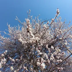 Erkindik Boulevard - Bishkek