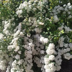 Erkindik Boulevard - Bishkek