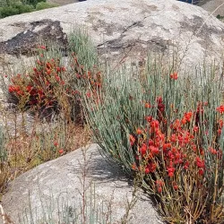 Cholpon-Ata Petroglyphs - Cholpon-Ata