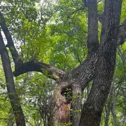 Arslanbob Walnut Forest - Jalal-Abad