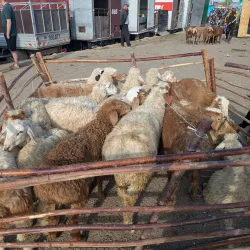 Karakol Market - Karakol