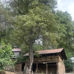 Arslanbob Walnut Forest - Kochkor-Ata