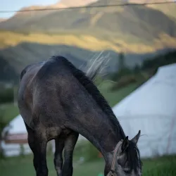 Traditional Kyrgyz Yurt Experience - Kochkor-Ata