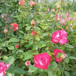 Local Cultural Events - Kyzyl-Kiya