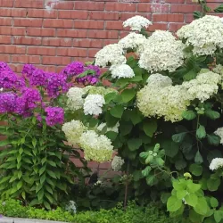 Local Cultural Events - Kyzyl-Kiya