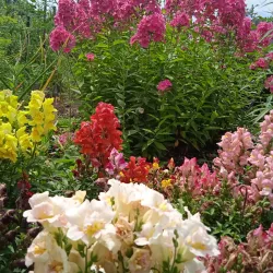 Local Cultural Events - Kyzyl-Kiya