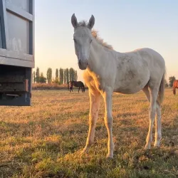 Talas Valley - Talas