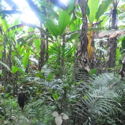 Ban Nam Dee Village - Luang Namtha (Nam Tha)