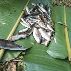 Muang Sing - Luang Namtha (Nam Tha)